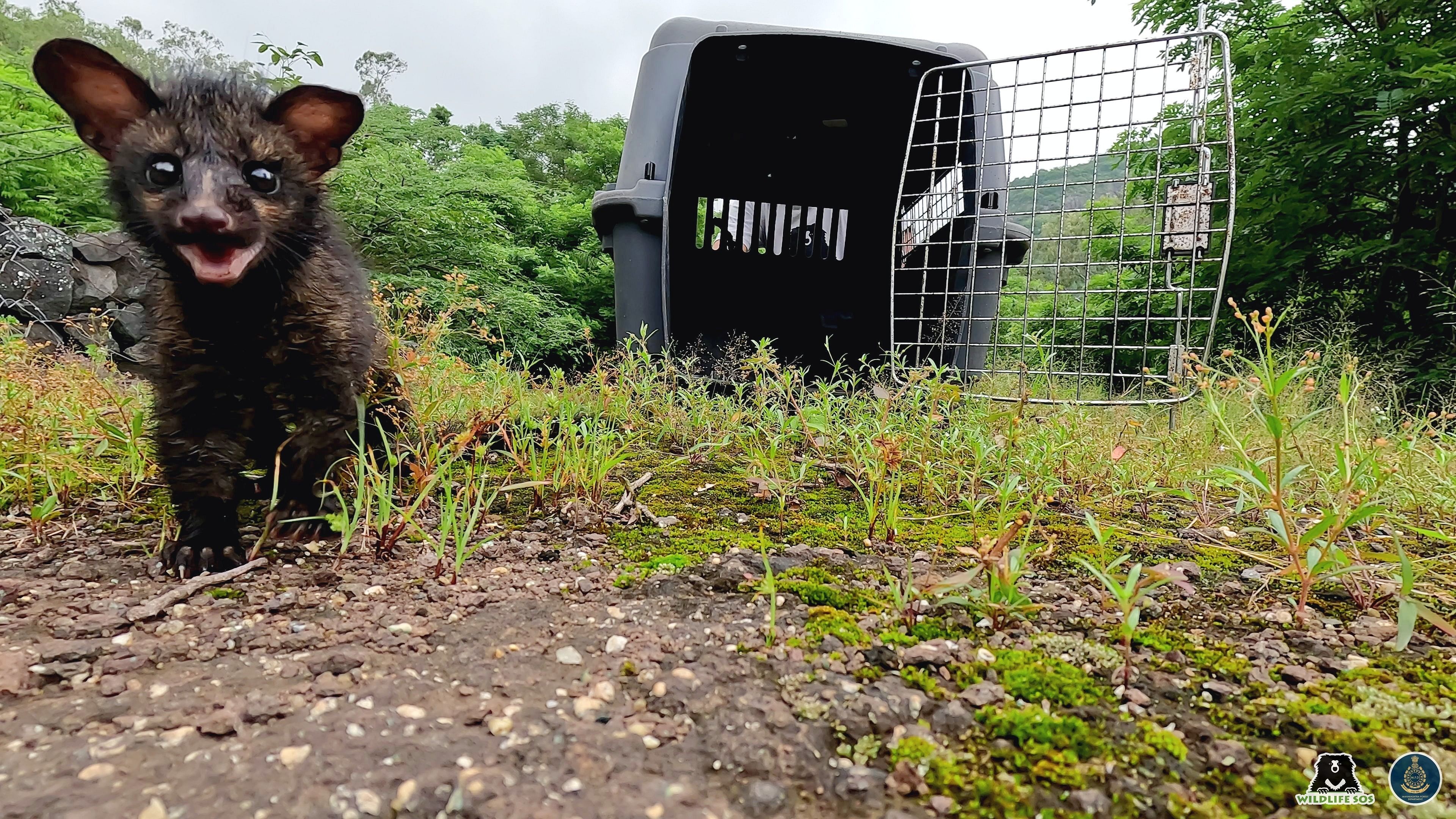 <div class="paragraphs"><p>An injured Asian palm civet was rescued by the Maharashtra Forest Department and released into the wild after treatment.</p></div>